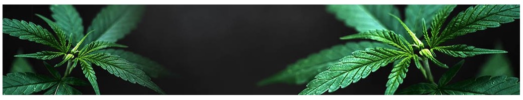 Fleurs de CBD Premium - L'Alchimiste du CBD