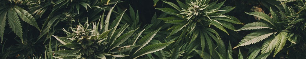 Fleurs de CBD Premium Indoor - L'Alchimiste du CBD Store