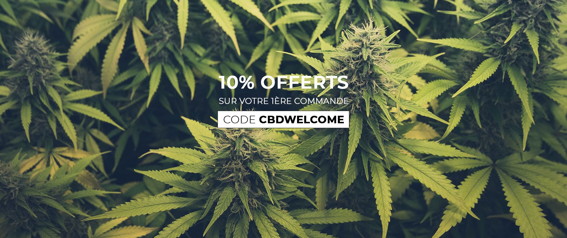 L'Alchimiste du CBD Store